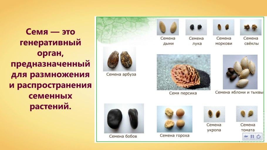 Ольховая шишка