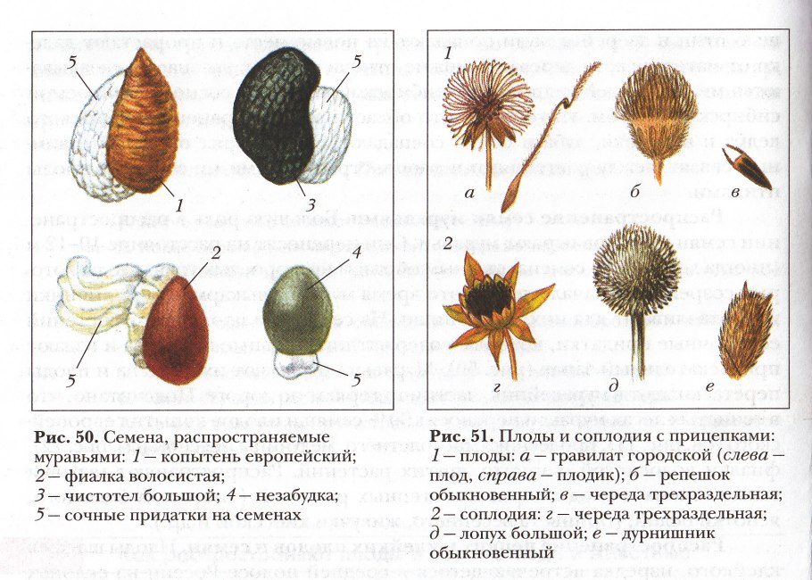 Соцветие Сережка примеры