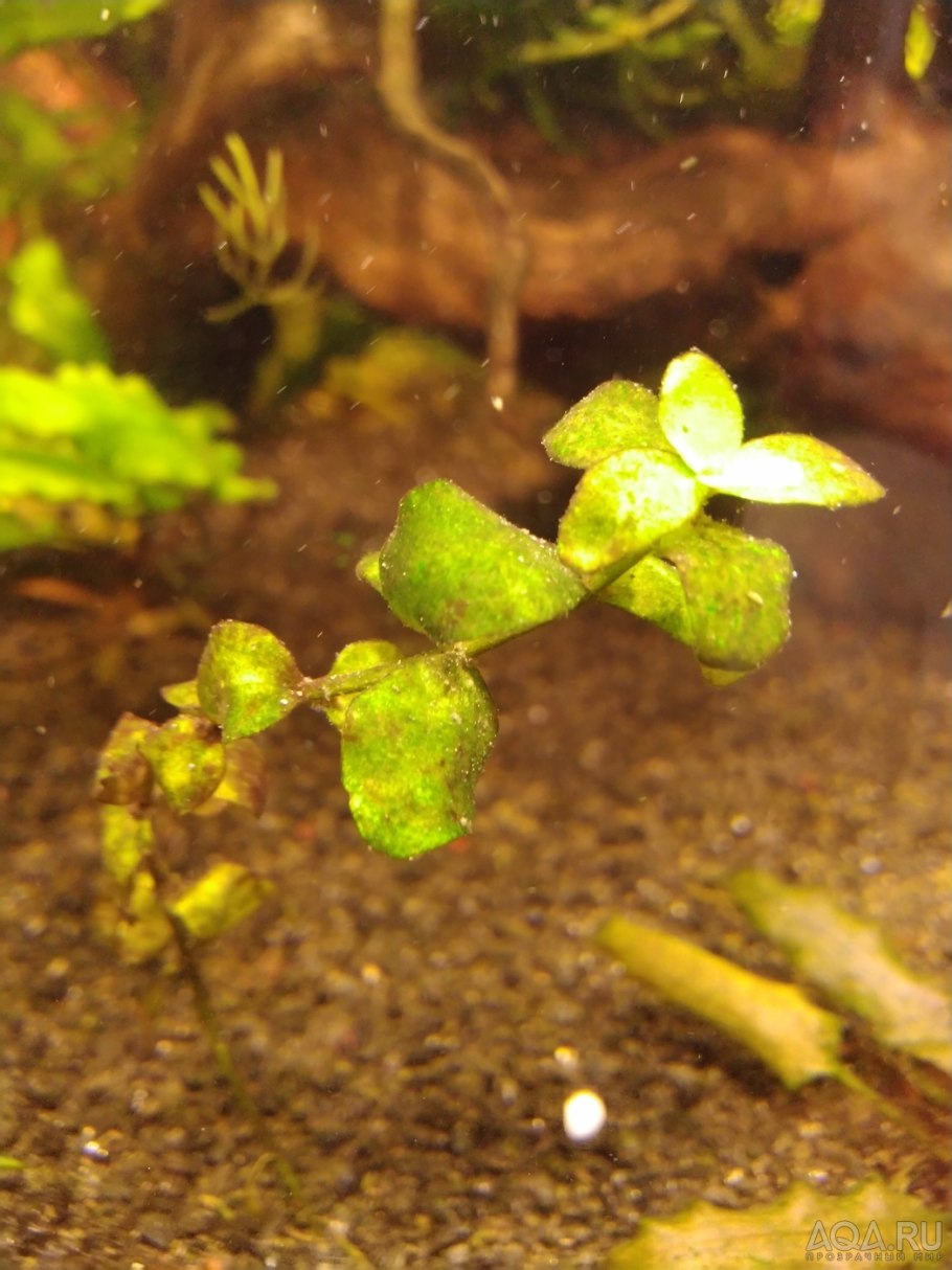 Анубиас Вариегата