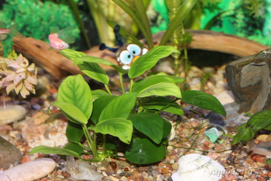 Болезни анубиаса в аквариуме