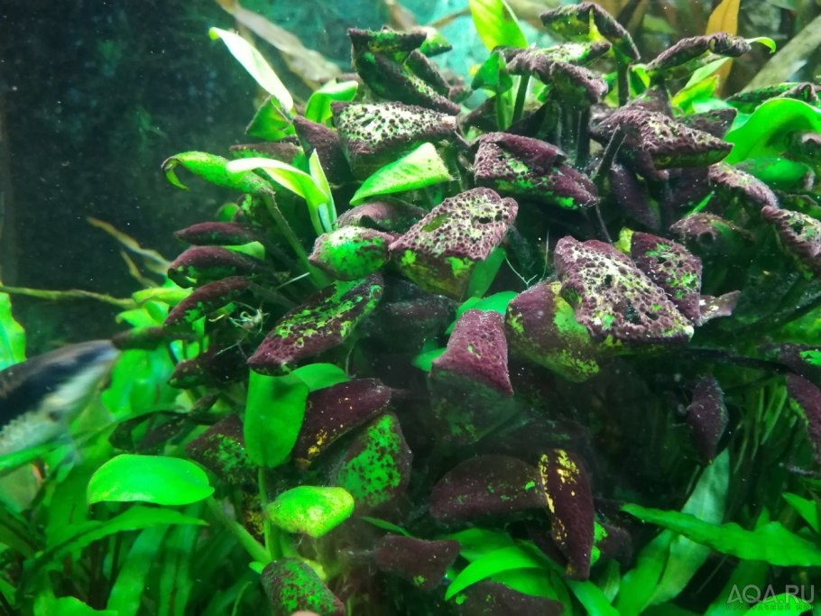 Аквариумное растение анубиас