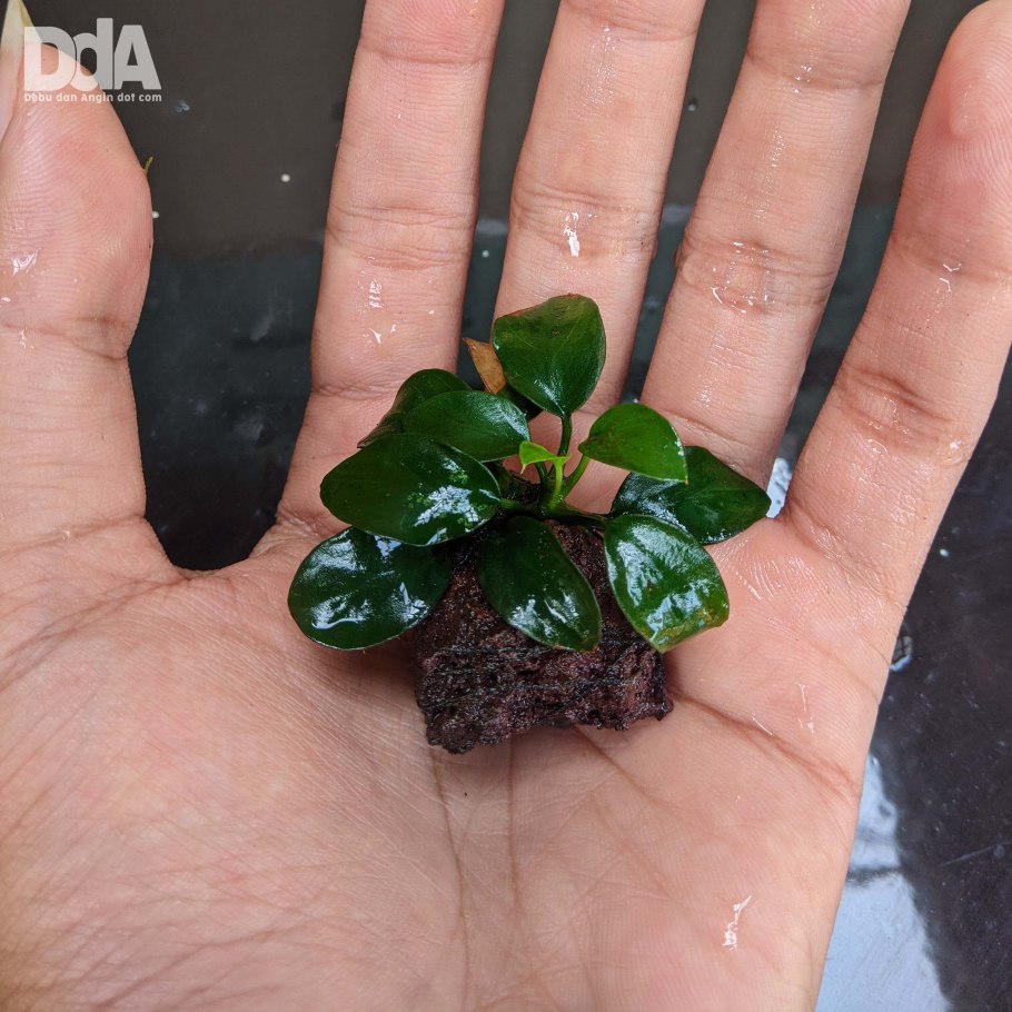 Цианобактерии в аквариуме