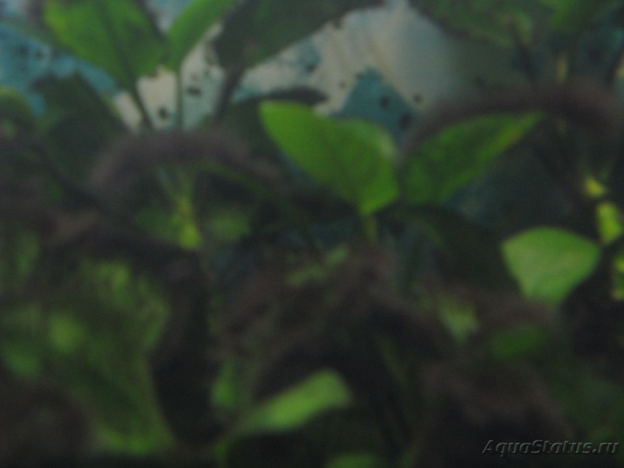 Бурые пятна на анубиасе