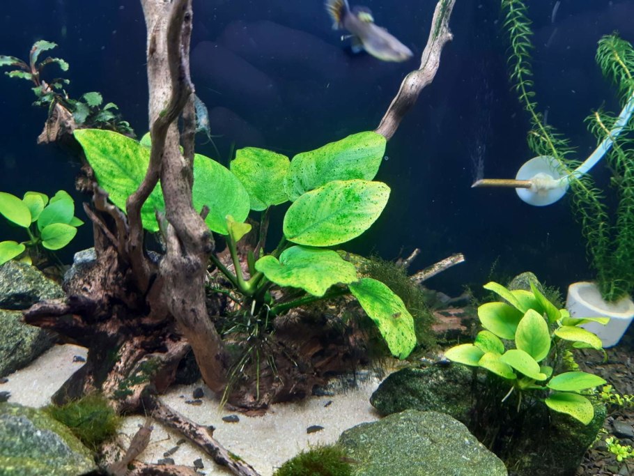 Водоросли черная борода в аквариуме