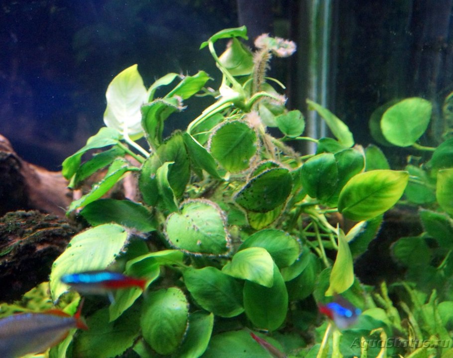 Анубиас Смурф