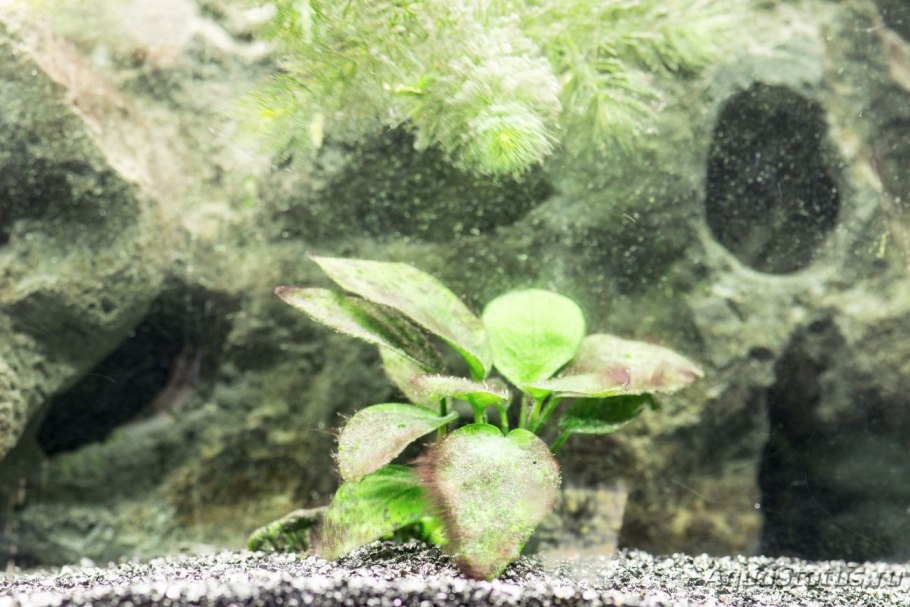 Анубиасы налет