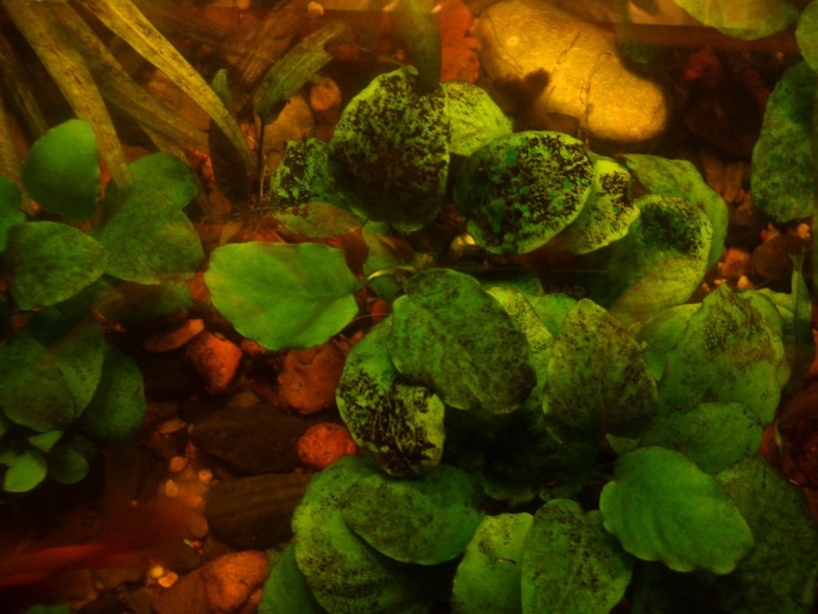 Черные обрастания аквариумных растений