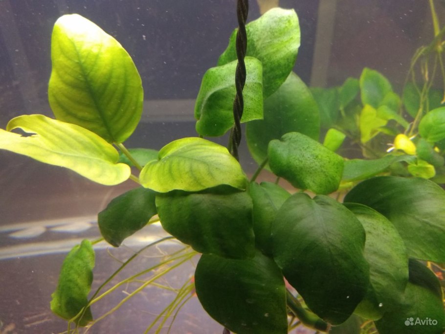 Cryptocoryne Green Gecko