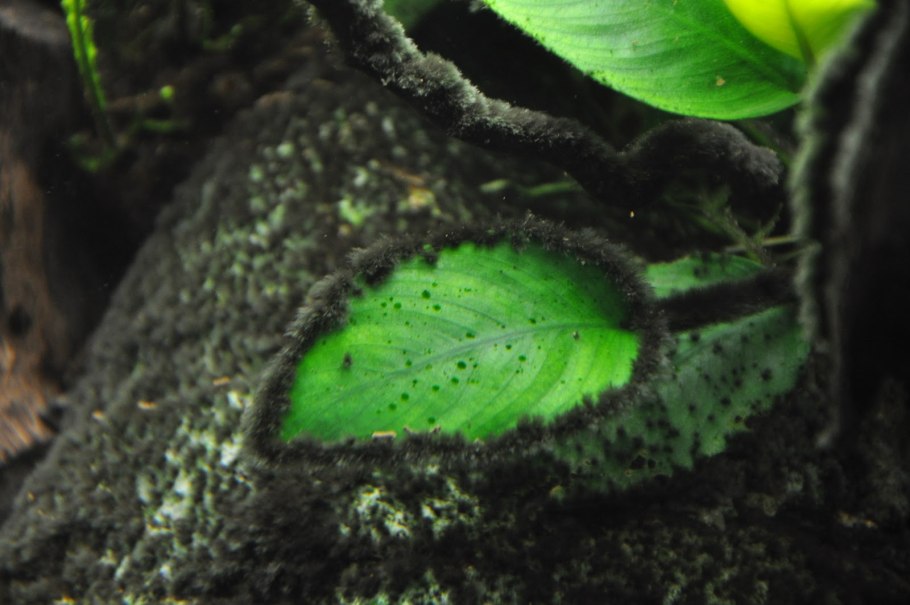 Bucephalandra pygmaea