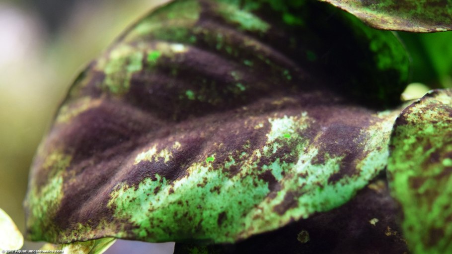 Антракноз анубиасов