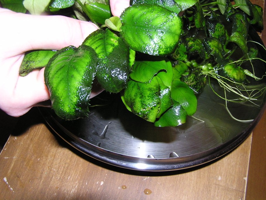 Анубиас Драконий коготь