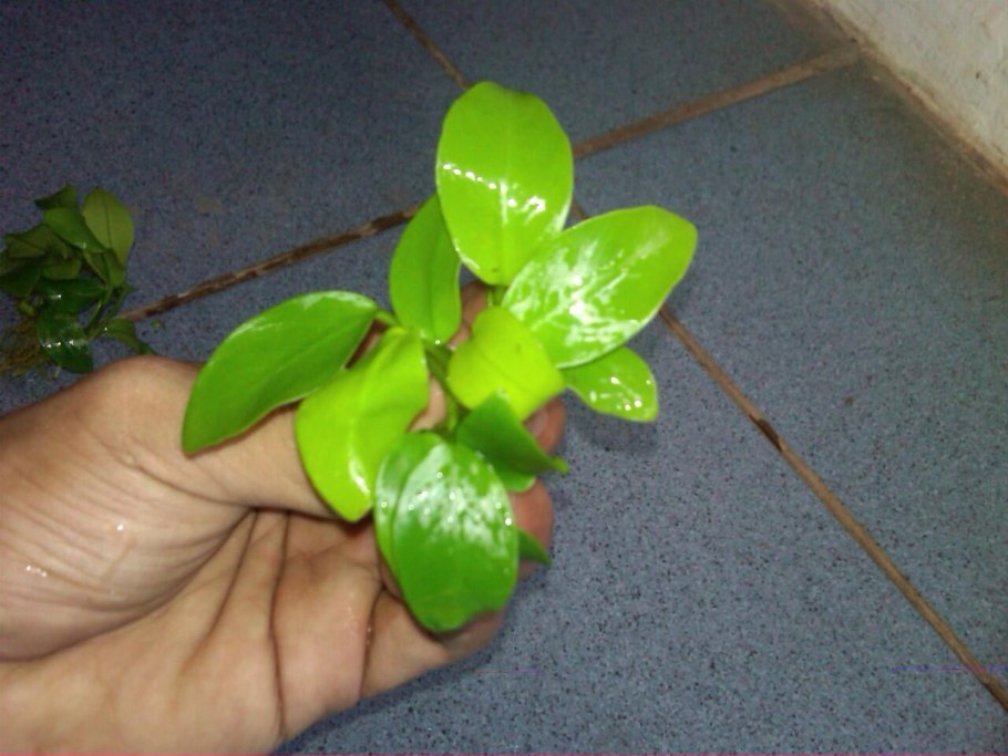 Анубиас в Юба