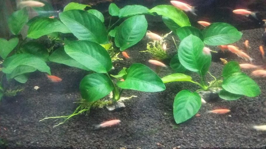 Анубиас чили