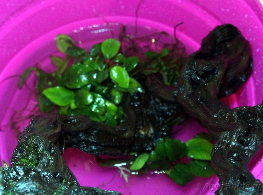 Белый налет на анубиасах