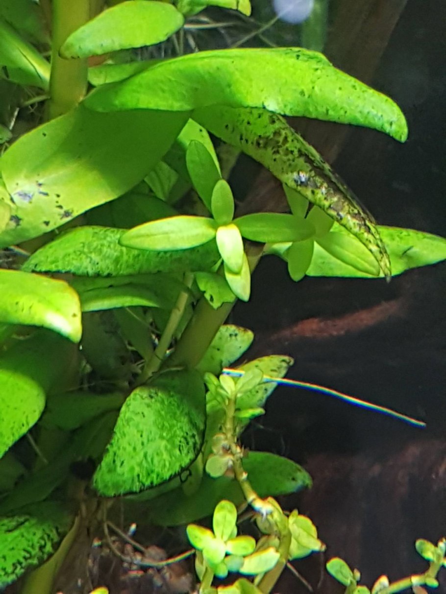 Водоросли на анубиасе