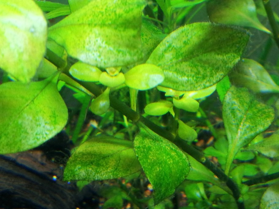 Брелок Mongoose LS 9000d