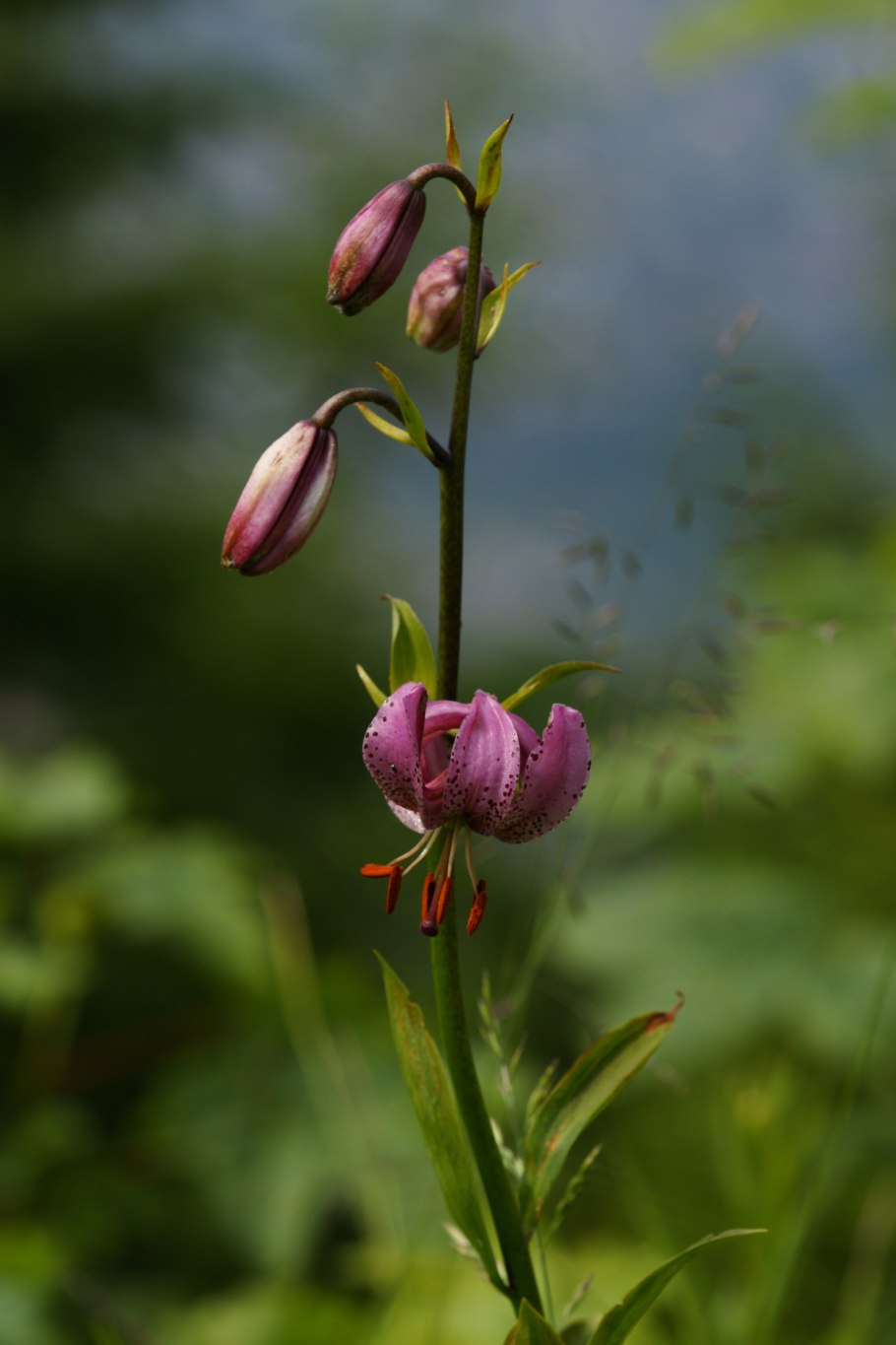 Лилия Альберта морниг 2шт (КОЛОРЛАЙН)