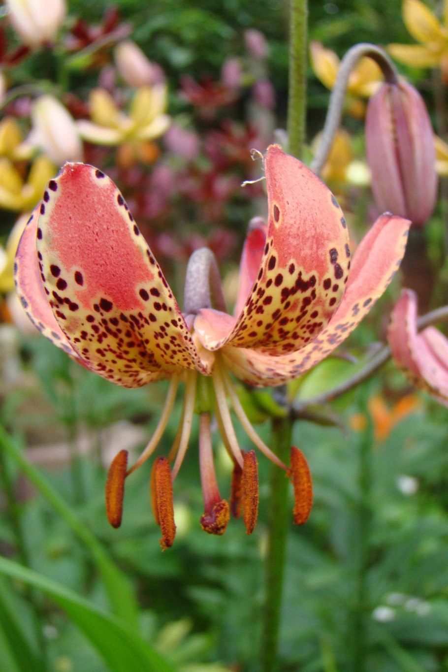 Мартагон видео