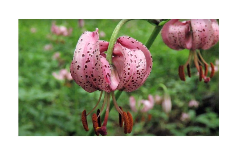 Лилия мартагон Манитоба