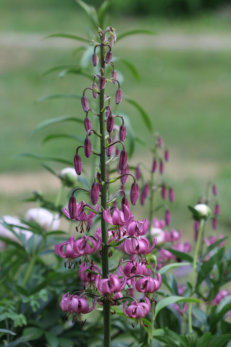 Лилия мартагон альбум