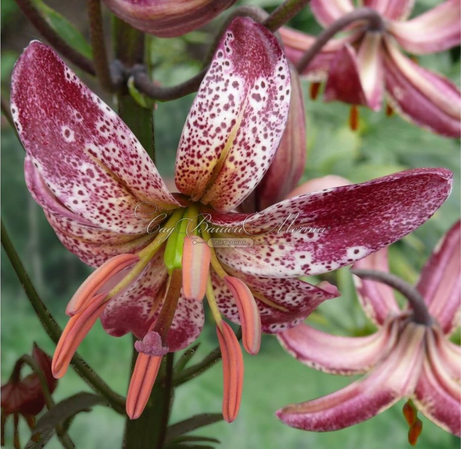 Лилия мартагон хамелеон