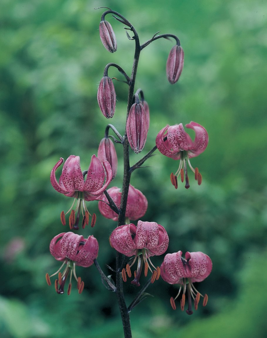 Мартагон Russian morning