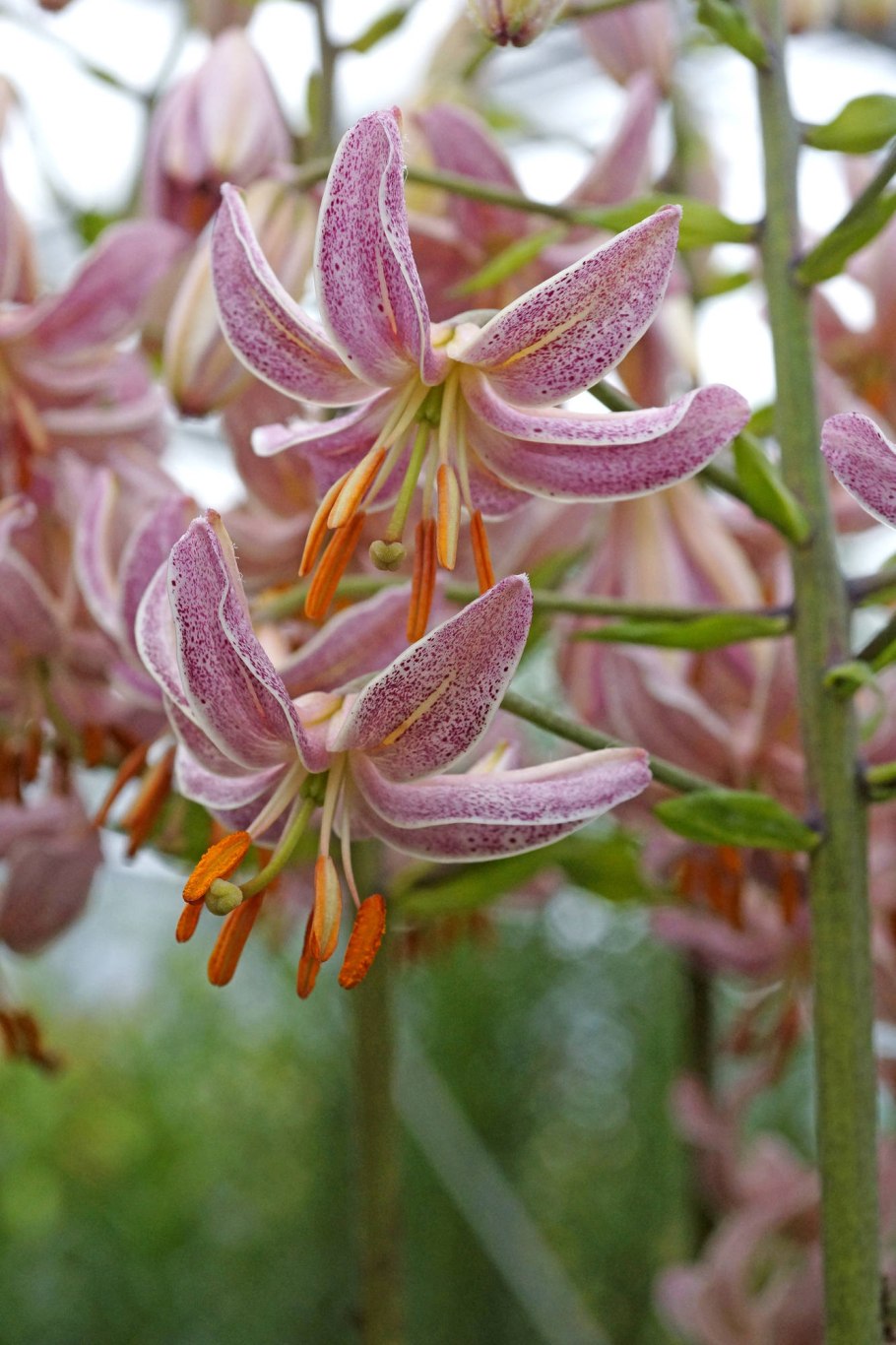 Мартагон Пинк морнинг