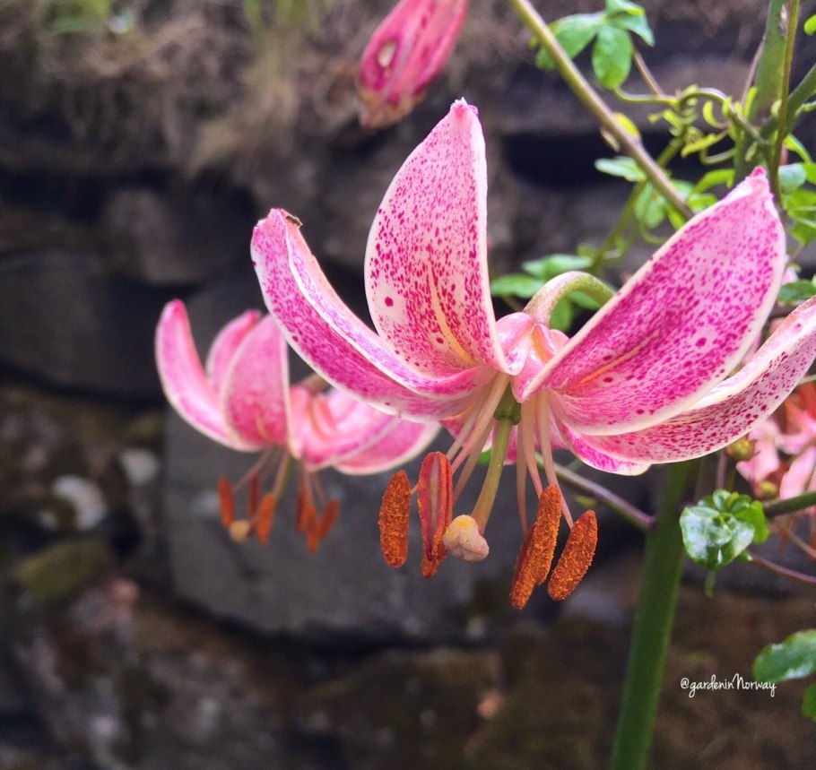 Лилия мартагон Pink morning