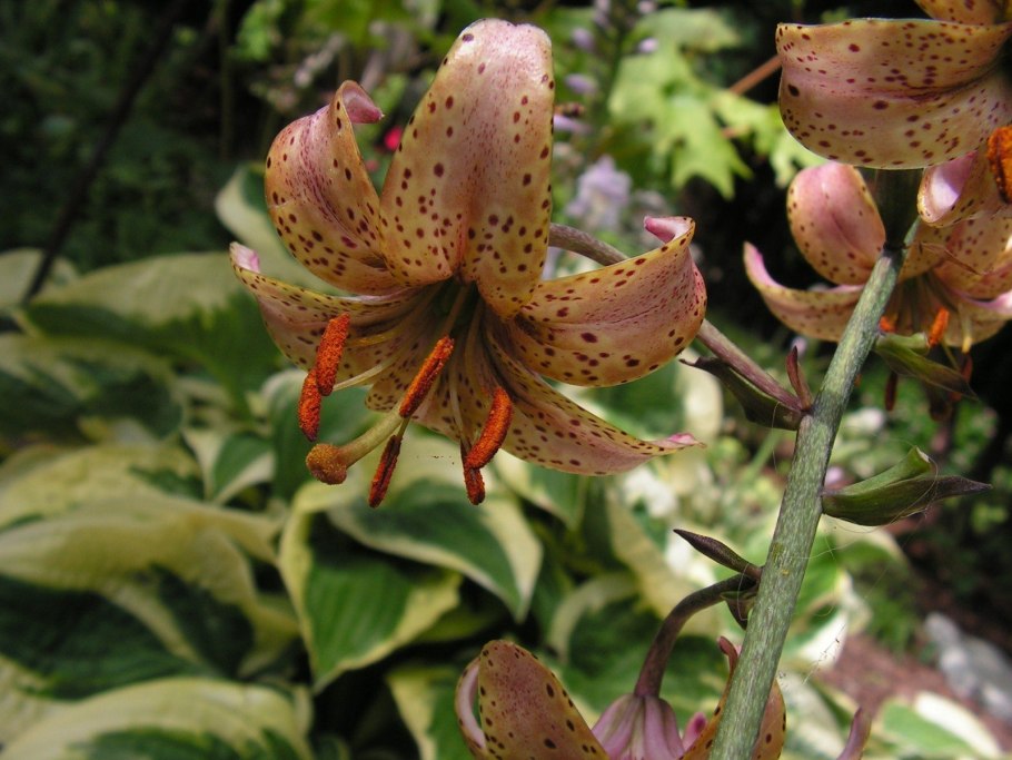 Lilium martagon формула