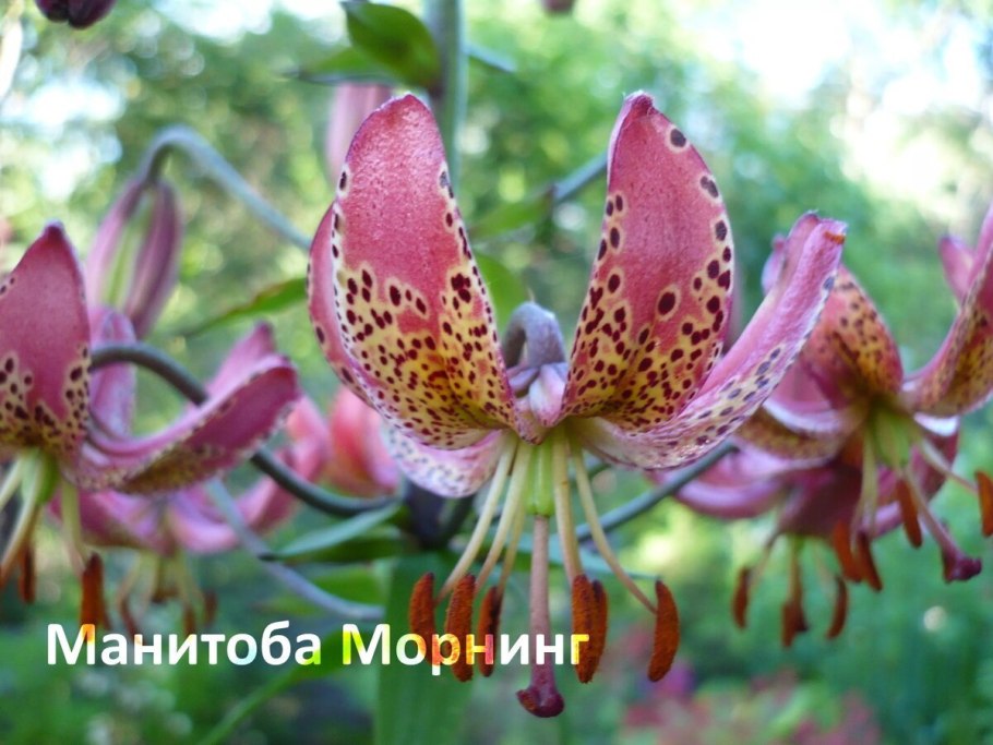 Мартагон марун Кинг