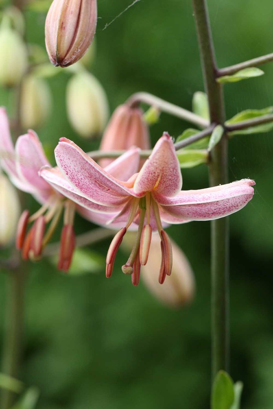 Лилия Манитоба морнинг