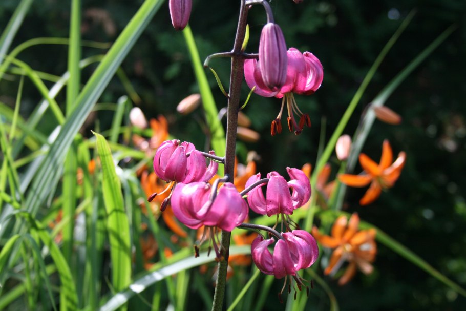 Тигровая Лилия саранка