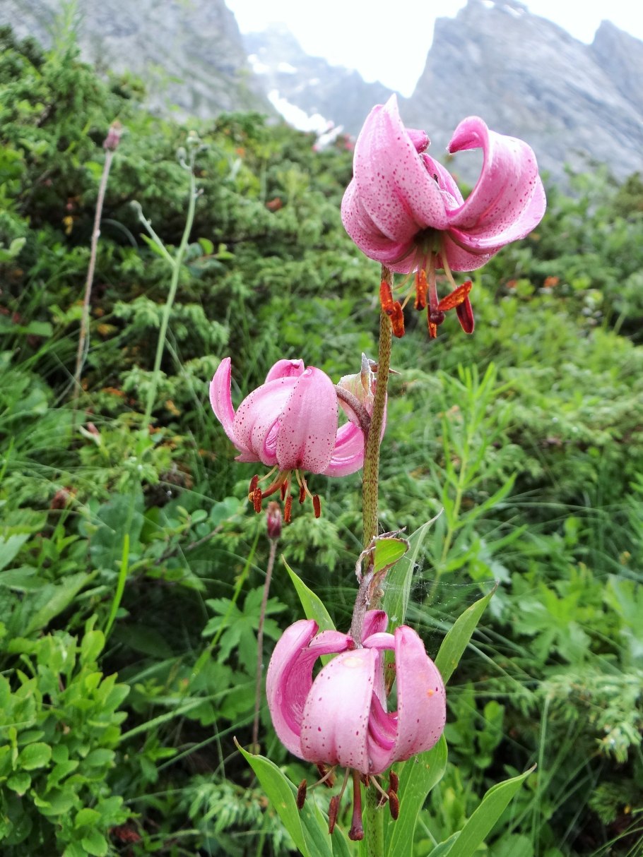 Лилия мартагон розовая сорт