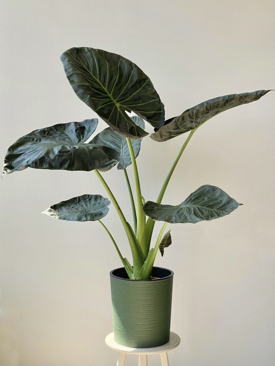 Алоказия Регал Шилдс описание