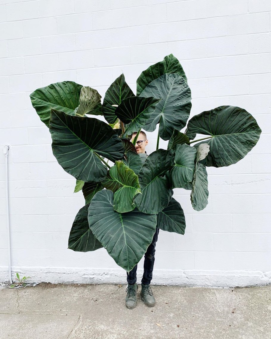 Alocasia Regal Shields
