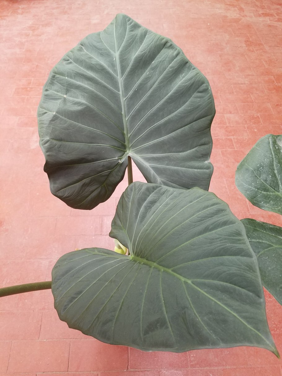 Алоказия Сильвер Небула