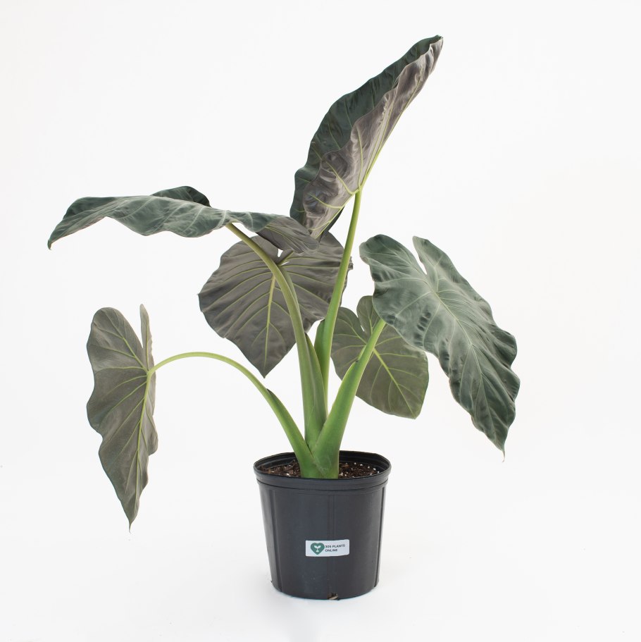 Алоказия Регал Шилдс цветение фото