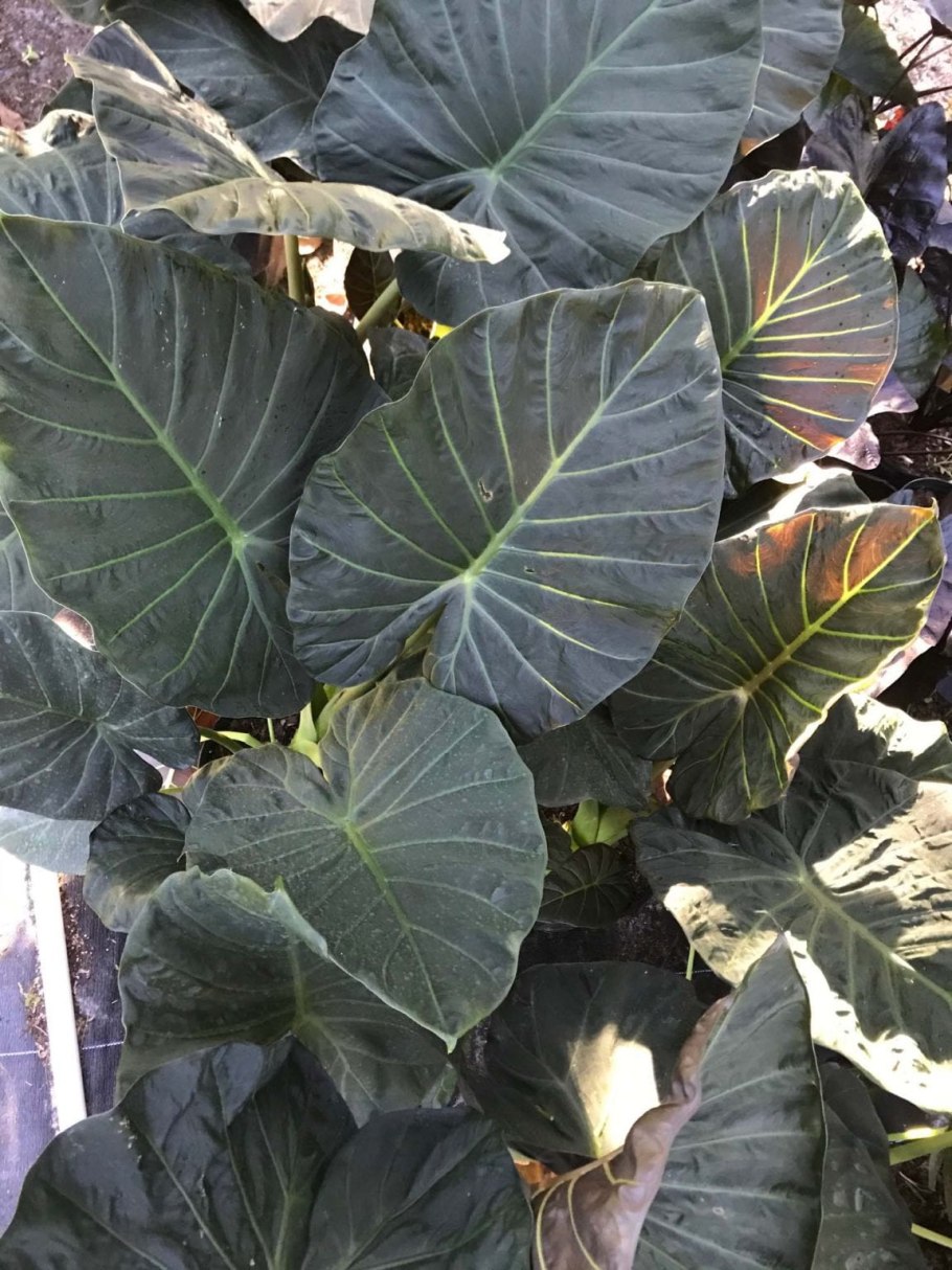 Алоказия Regal шилд