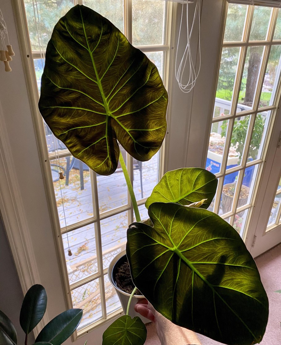 Филодендрон алоказия