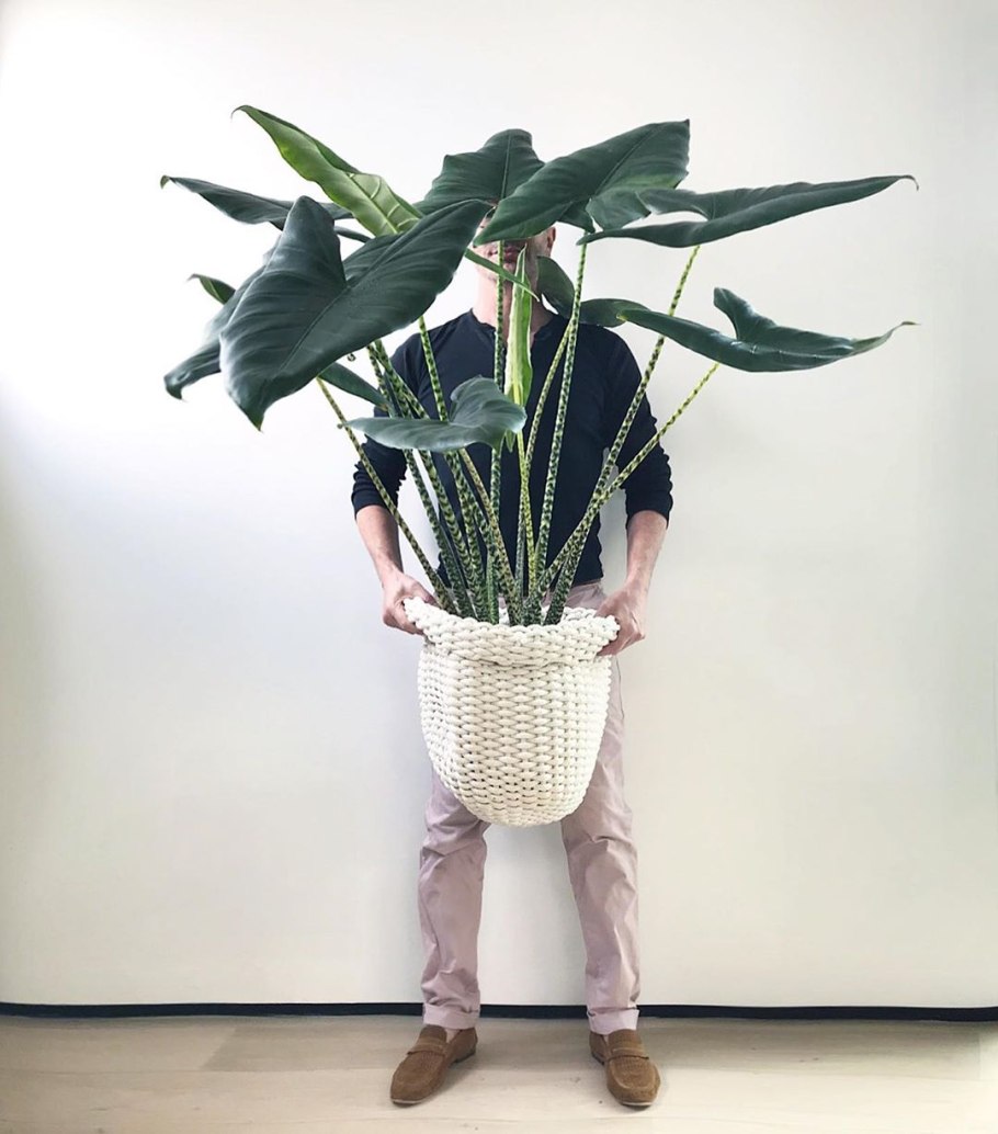 Ксантозома алоказия