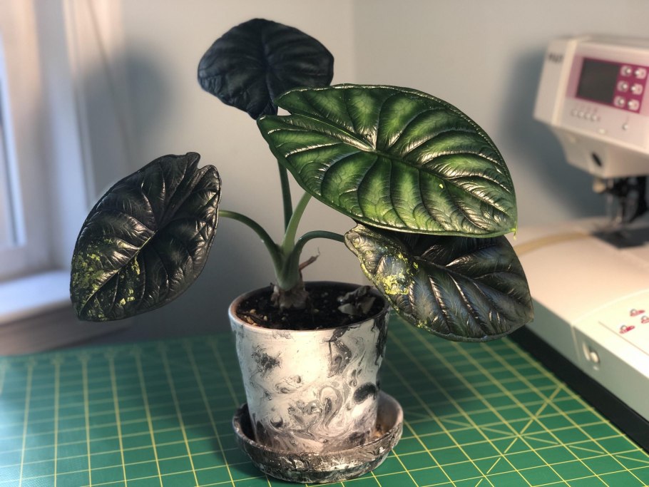 Алоказия клипеолата грин шилдс