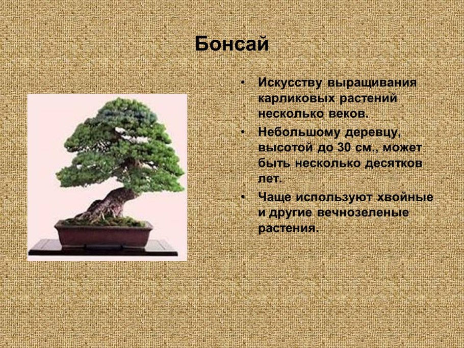 Искусство бонсай в Японии