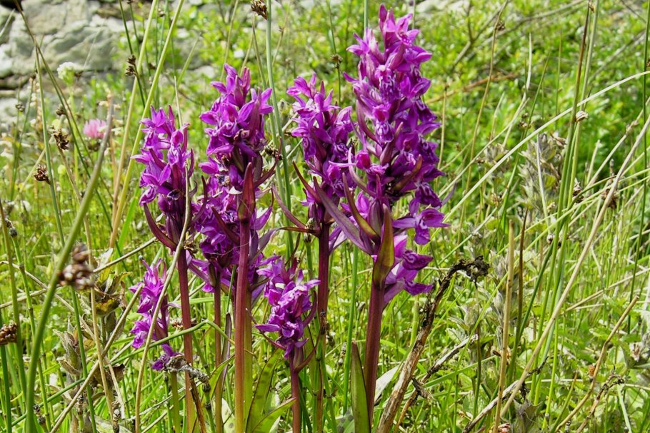 Ятрышник, Орхис (Orchis) cем. Орхидные растение цветок