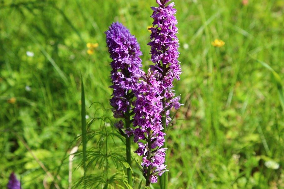 Dactylorhiza praetermissa