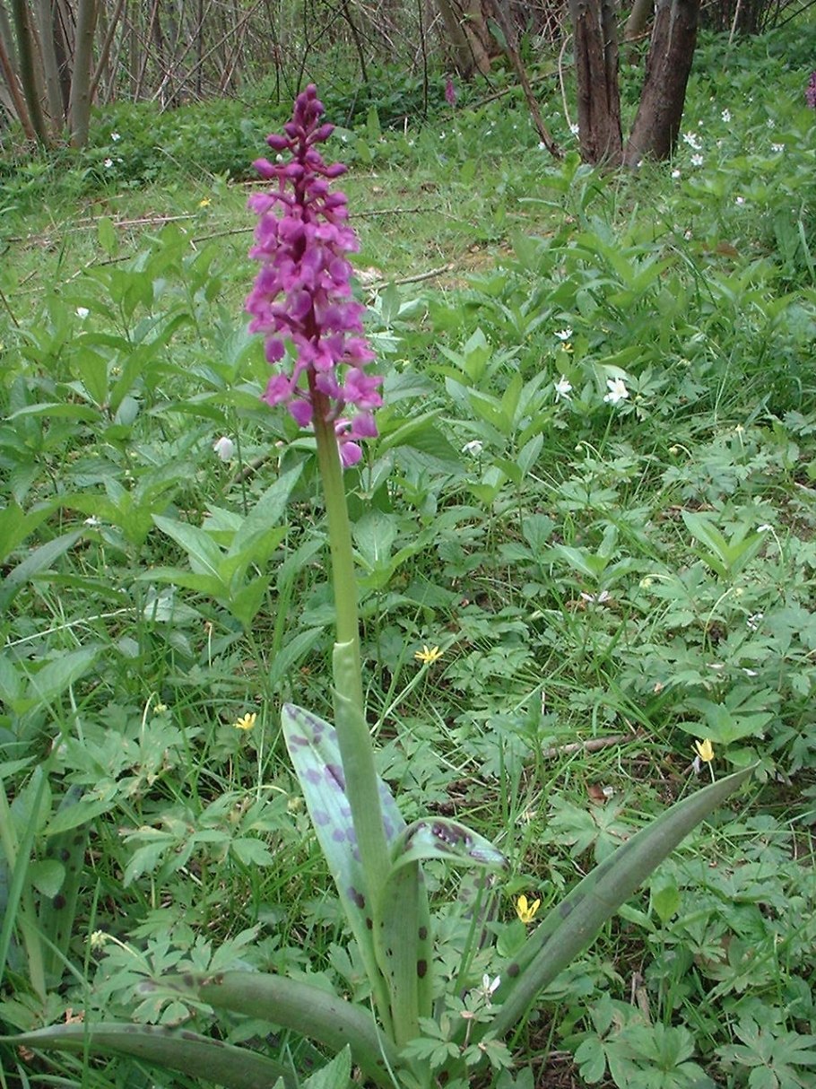 Ятрышник шлемоносный (Orchis militaris),