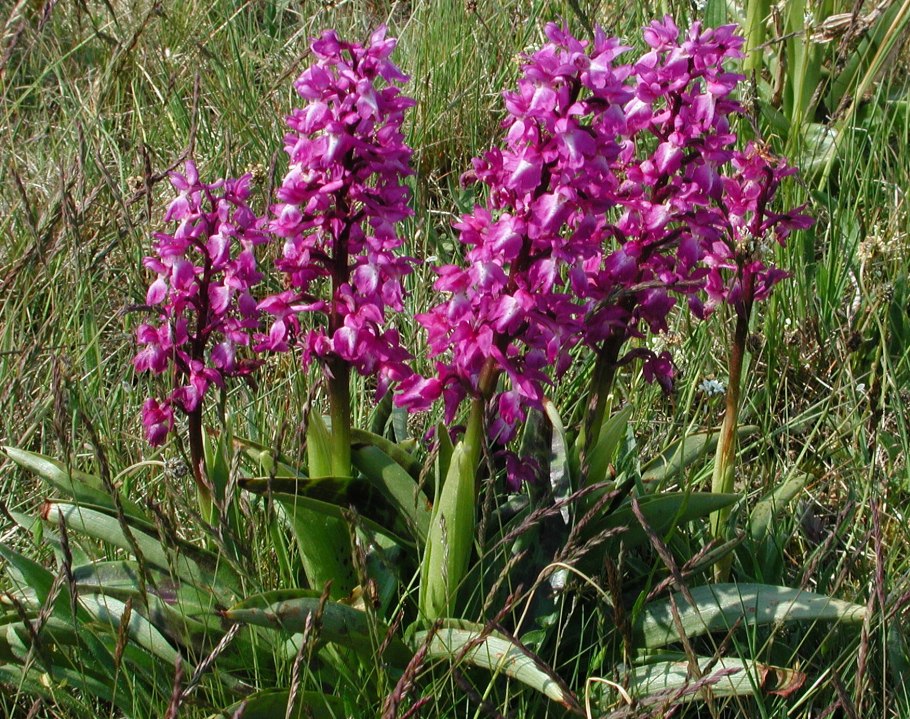 Ятрышник шлемоносный (Orchis militaris),