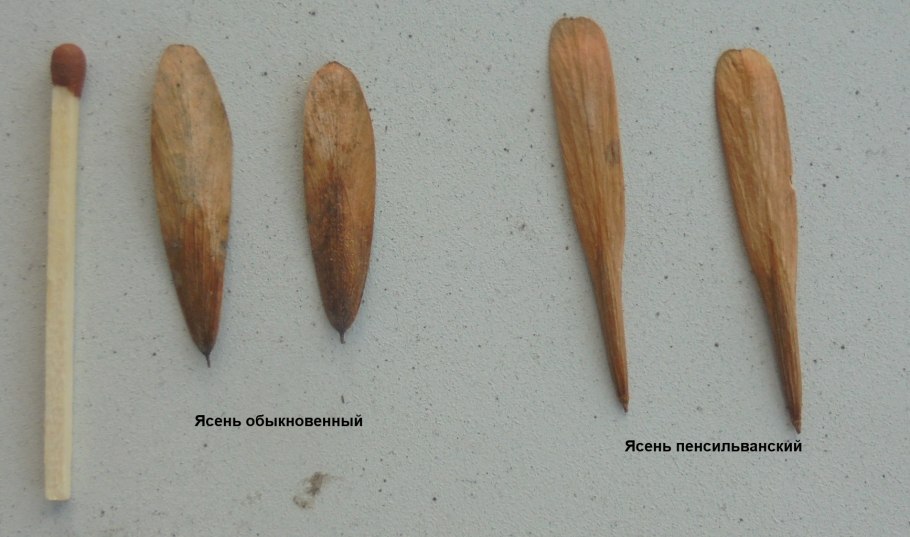 Клен ясенелистный семена