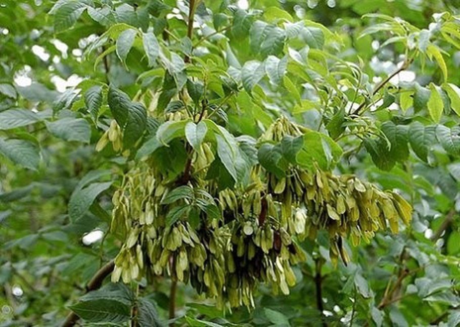 Ясень Аукубифолия