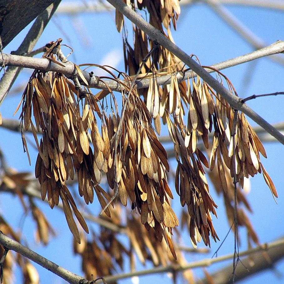 Ясень широколистный