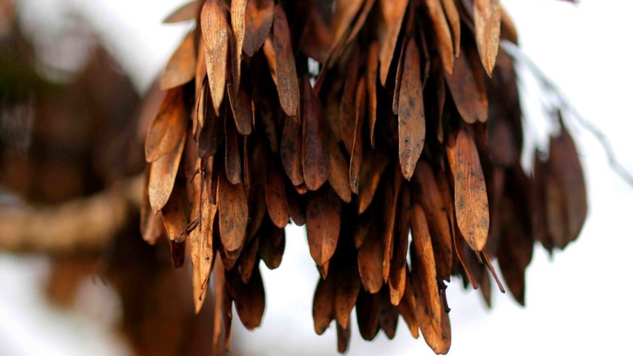 Ясень зеленый Fraxinus lanceolata